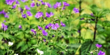 Robert Allan to design electric tug for China’s Tianjin Port – Offshore-Energy.biz