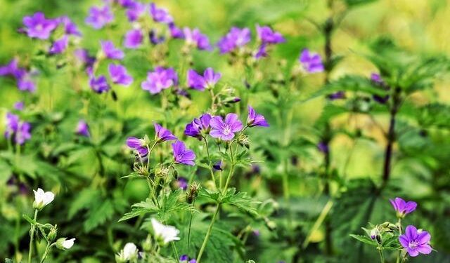 Robert Allan to design electric tug for China’s Tianjin Port – Offshore-Energy.biz