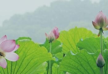 The Insider’s Guide to Hangzhou, China – W Magazine