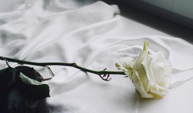 Rose-themed ice installations draw visitors to Changchun – People’s Daily Online