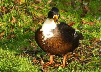 Unprecedented demand: World Cup ticket requests top 500M – Mexico News Daily