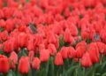Netherlands Tourism Shines with International Tulip Day Festival in Amsterdam, Tourists from the UK, US, Germany, Belgium, and France Flock to the Tulip Wonderland, With British Airways, KLM, Lufthansa, United Airlines, and Air France Leading the Way! – T