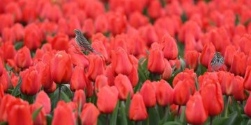 Netherlands Tourism Shines with International Tulip Day Festival in Amsterdam, Tourists from the UK, US, Germany, Belgium, and France Flock to the Tulip Wonderland, With British Airways, KLM, Lufthansa, United Airlines, and Air France Leading the Way! – T