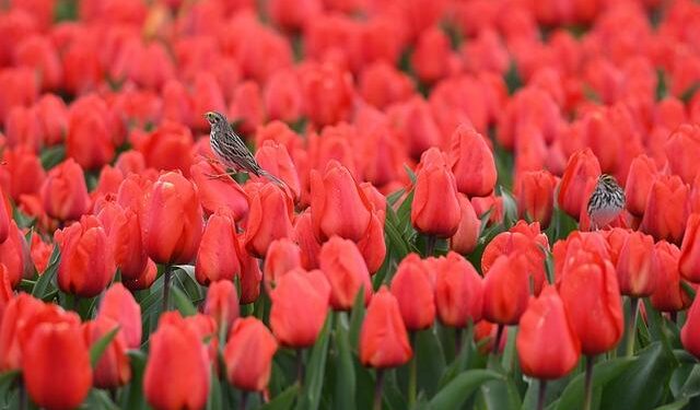 Netherlands Tourism Shines with International Tulip Day Festival in Amsterdam, Tourists from the UK, US, Germany, Belgium, and France Flock to the Tulip Wonderland, With British Airways, KLM, Lufthansa, United Airlines, and Air France Leading the Way! – T