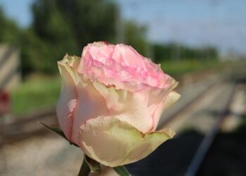 Investigation into rail tragedy in Spain finds marks of broken track on the derailed train – EL PAÍS English