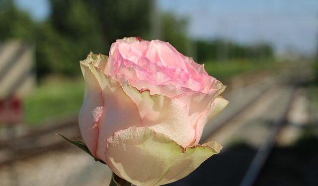Investigation into rail tragedy in Spain finds marks of broken track on the derailed train – EL PAÍS English