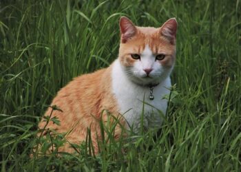 Expressions of Interest Open – 2026 Oceania Area Championships – Athletics New Zealand