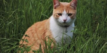 Expressions of Interest Open – 2026 Oceania Area Championships – Athletics New Zealand