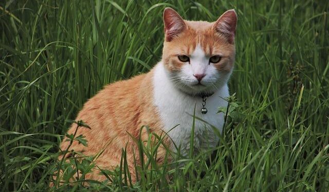 Expressions of Interest Open – 2026 Oceania Area Championships – Athletics New Zealand