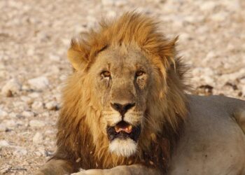 Former India defender Ilyas Pasha dead, AIFF, East Bengal condole – Times of India