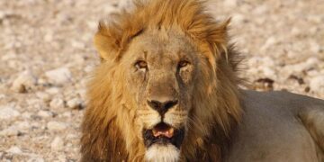 Former India defender Ilyas Pasha dead, AIFF, East Bengal condole – Times of India