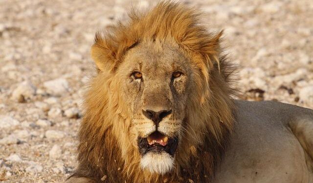 Former India defender Ilyas Pasha dead, AIFF, East Bengal condole – Times of India