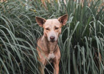January 21- 100 Stray Dogs Allegedly Poisoned in Hyderabad; India’s Tech Push At Davos & Japan Restarts World’s Largest Nuclear Plant – India Today