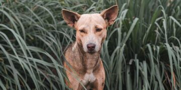 January 21- 100 Stray Dogs Allegedly Poisoned in Hyderabad; India’s Tech Push At Davos & Japan Restarts World’s Largest Nuclear Plant – India Today