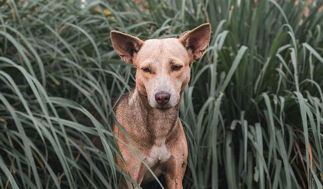 January 21- 100 Stray Dogs Allegedly Poisoned in Hyderabad; India’s Tech Push At Davos & Japan Restarts World’s Largest Nuclear Plant – India Today