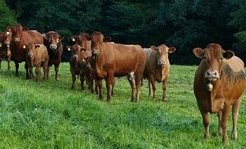 WCC executive committee opens in Hangzhou, China – World Council of Churches