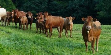 WCC executive committee opens in Hangzhou, China – World Council of Churches