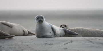 Pan Pacific Hotels Group Opens Pan Pacific Dalian – Business Traveller