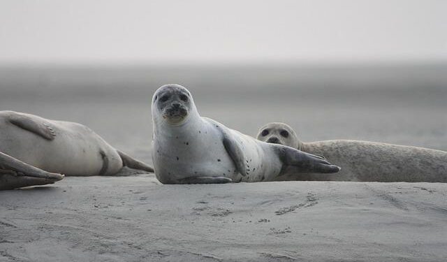 Pan Pacific Hotels Group Opens Pan Pacific Dalian – Business Traveller