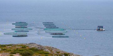 Farmed fish in Central China’s Changsha thrive on spicy diet of peppers – Global Times