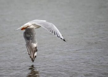 Australian Open photos show shafts of light at Melbourne Park – timesunion.com