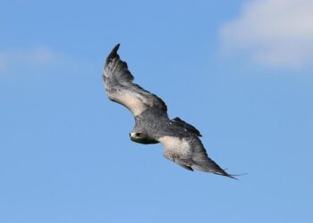 Chilean seabass! One of the most expensive and delicious fish in the world – Chile Travel