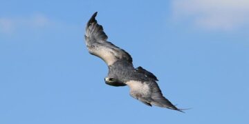 Chilean seabass! One of the most expensive and delicious fish in the world – Chile Travel