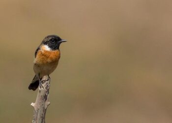 Pak terror groups involved in targetting Chinese investments in Afghanistan: Analysts – thehansindia.com