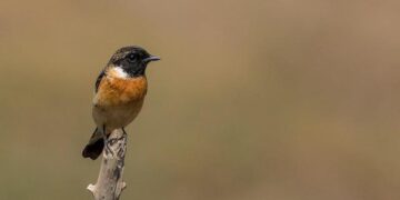 Pak terror groups involved in targetting Chinese investments in Afghanistan: Analysts – thehansindia.com