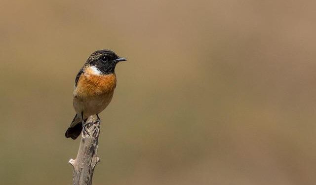 Pak terror groups involved in targetting Chinese investments in Afghanistan: Analysts – thehansindia.com