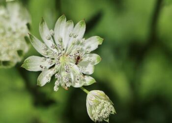 SGCCI to host three major exhibitions from Jan 24 – Times of India