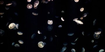 Symbiotic Cosmos: Cultural Ecological Reconstruction Amidst Technological Iteration China (Hangzhou) Art and Technology Biennale Kicks Off – Yahoo Finance