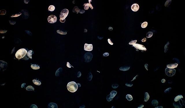 Symbiotic Cosmos: Cultural Ecological Reconstruction Amidst Technological Iteration China (Hangzhou) Art and Technology Biennale Kicks Off – Yahoo Finance