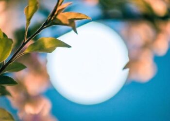 China Cherry Mid-Season Summit 2026: The industry will come together in Guangzhou ahead of the Lunar New Year – FreshFruitPortal.com