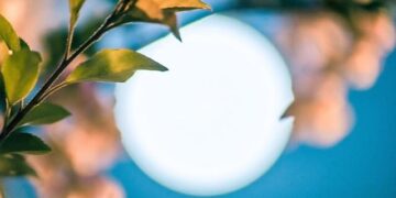 China Cherry Mid-Season Summit 2026: The industry will come together in Guangzhou ahead of the Lunar New Year – FreshFruitPortal.com