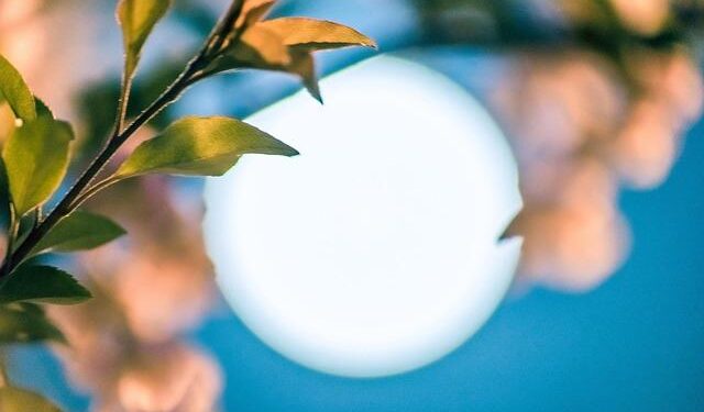 China Cherry Mid-Season Summit 2026: The industry will come together in Guangzhou ahead of the Lunar New Year – FreshFruitPortal.com