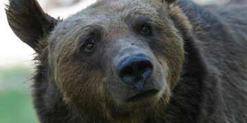 ‘Mexico’s Team’: Dallas Mavs, Softtek Showcase Commitment to Growing Global Fan Base with Monterrey Court Dedication | Dallas Mavericks – NBA