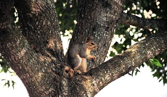 Backyard Community Club is Accra’s newest tennis court, and the architects played an ace – wallpaper.com