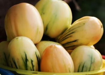 Why We Deported 177 Nigerians From Jeddah – Saudi Embassy – Daily Trust