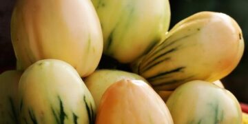 Why We Deported 177 Nigerians From Jeddah – Saudi Embassy – Daily Trust