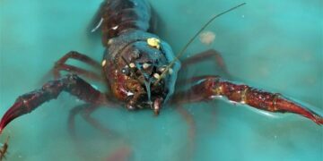 A gastronomic guide to savoring Shantou’s seafood in this Fishing Season – Guangdong News