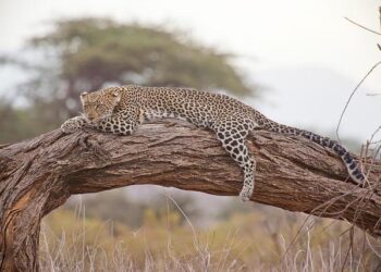 Kenya Travel Advice & Safety – Smartraveller