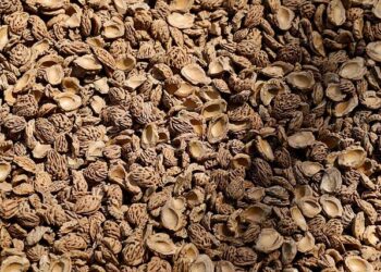 Govt to Repatriate Nearly 3,000 Citizens From Cambodia, Some Face Criminal Probe – Jakarta Globe