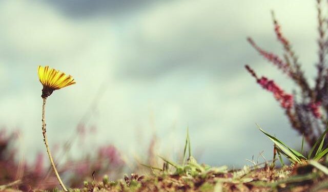 Victor Wembanyama shaves head, goes on a 10-day Shaolin retreat in China – The Liberty Line