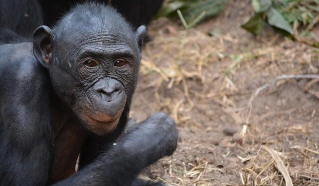 Congo-Kinshasa: Deadly DRC Mine Disaster Highlights Human Cost of Coltan – allAfrica.com