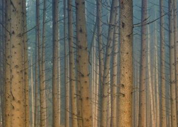 Dense morning fog disrupts flight operations at city airport – Times of India