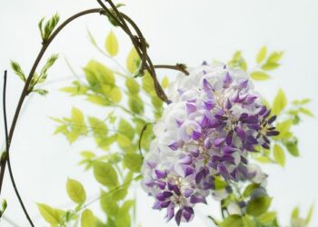 Zhang Zhizhen leads China past Portugal in Davis Cup play-offs in Guangzhou – Macao News