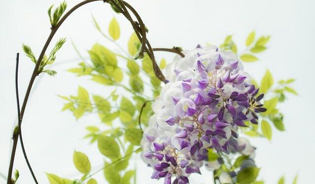 Zhang Zhizhen leads China past Portugal in Davis Cup play-offs in Guangzhou – Macao News