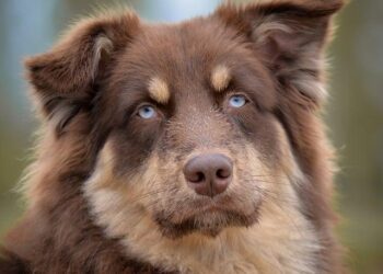 The Australian food blogger with a huge following in China – AFR