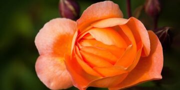 Who is Emma Raducanu’s first opponent at the Ningbo Open? 230th-ranked Chinese wildcard Zhu Lin – Tennis365